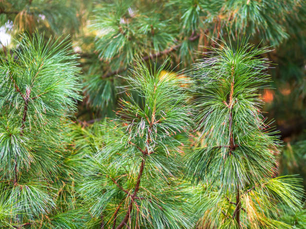 istock Cedar branches with long fluffy needles with a beautiful blurry background. 1320369834