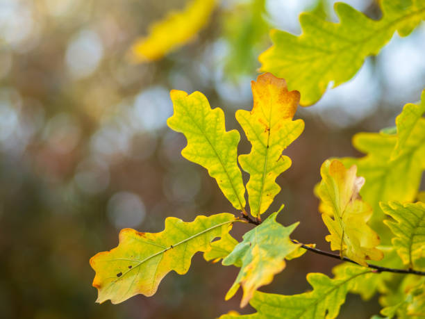istock Oak branches with yellow leaves in autumn park 1320369845