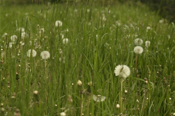istock The blowers on the green meadow. 1320370504