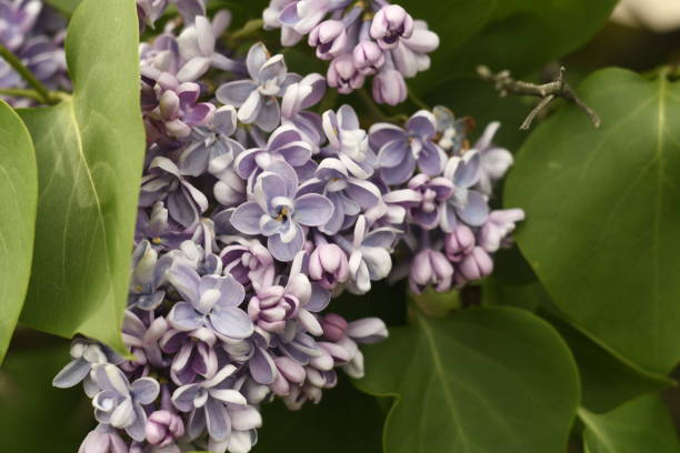 istock The lilac flowers are close-up. 1320370523