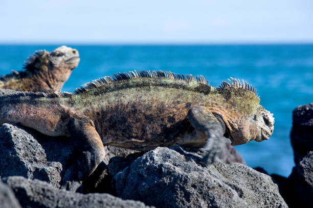 istock iguana over a rock in Galapagos 1320370530