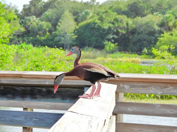 istock Black-bellied Whistling Ducks (Dendrocygna autumnalis) standing on a wood railing 1320370571
