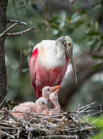 Roseate Spoonbill nest with parent and chicks