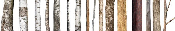 ensemble des troncs naturels d’arbre d’isolement sur le fond blanc - tronc darbre photos et images de collection