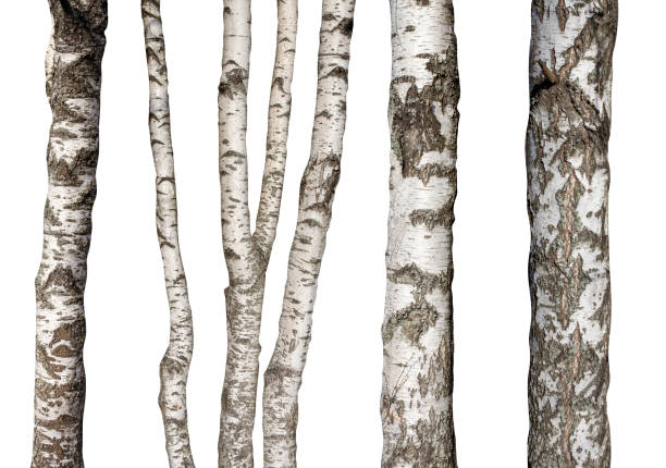 A pile of birch branches for sale for holiday decorating