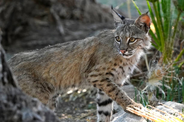istock Bobcats are seen in Arizona. 1320374188