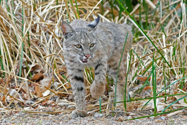 istock Bobcats are seen in Arizona. 1320374228