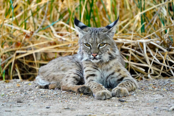istock Bobcats are seen in Arizona. 1320374265