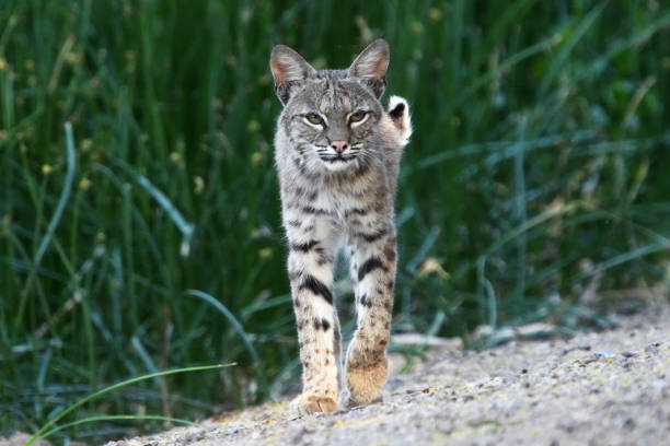 istock Bobcats are seen in Arizona. 1320374797