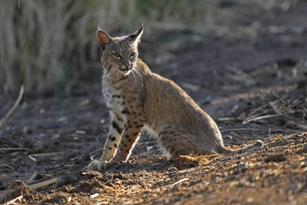 istock Bobcats are seen in Arizona. 1320374839