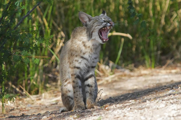 istock Bobcats are seen in Arizona. 1320375012