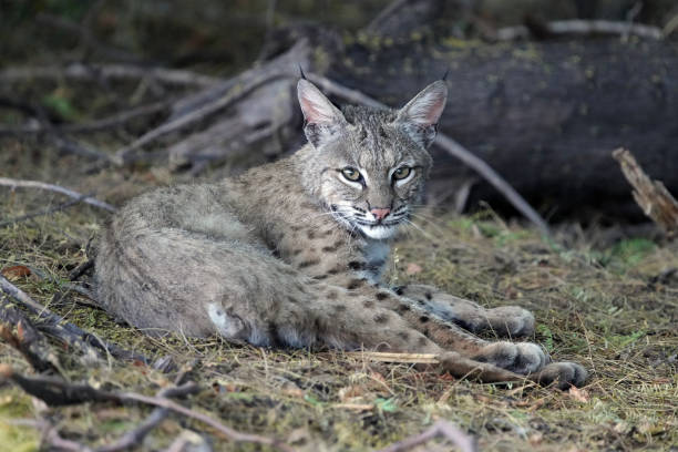 istock Bobcats are seen in Arizona. 1320375181