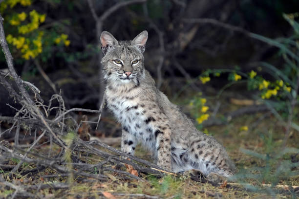 istock Bobcats are seen in Arizona. 1320375183