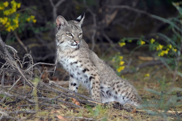 istock Bobcats are seen in Arizona. 1320375194