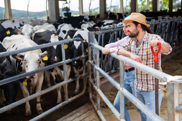 istock Owners of dairy farm standing in stall 1320376050