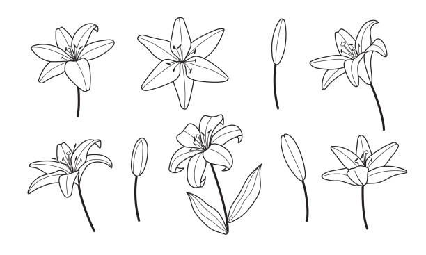 Ilustración de Flores De Lirio Línea Estilo Mínimo Para Tarjeta De Felicitación Invitación De Boda Tatuaje y más Vectores Libres de Derechos de Lirio - iStock Ilustración de Flores De Lirio Línea Estilo Mínimo Para Tarjeta De Felicitación Invitación De Boda Tatuaje y más Vectores Libres de Derechos de Lirio - iStock