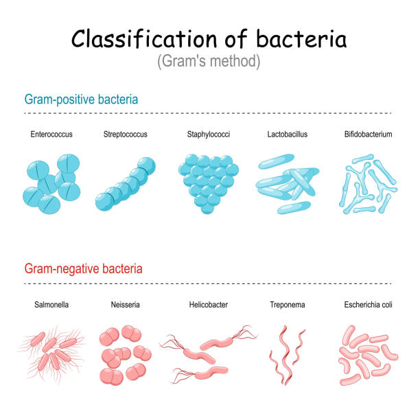 illustrazioni stock, clip art, cartoni animati e icone di tendenza di classificazione dei batteri.  il metodo di gram. - colorazione di gram