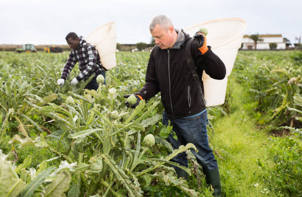 istock Farm worker harvesting ripe artichoke buds 1320377546