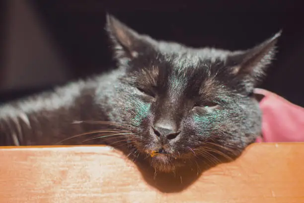 This common black shorthair cat has fallen completely asleep while his head hanging over the edge of the bed as he enjoys the warmth of the sunlight coming in through the window of the room.
Indoor photo. Natural light
