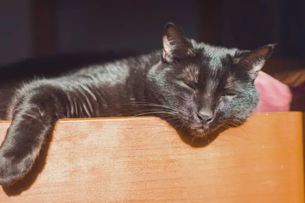 This black hair common cat has his head and right paw on the edge of the bed in the room where he is lazily resting.
Indoors photo. Natural light photo.