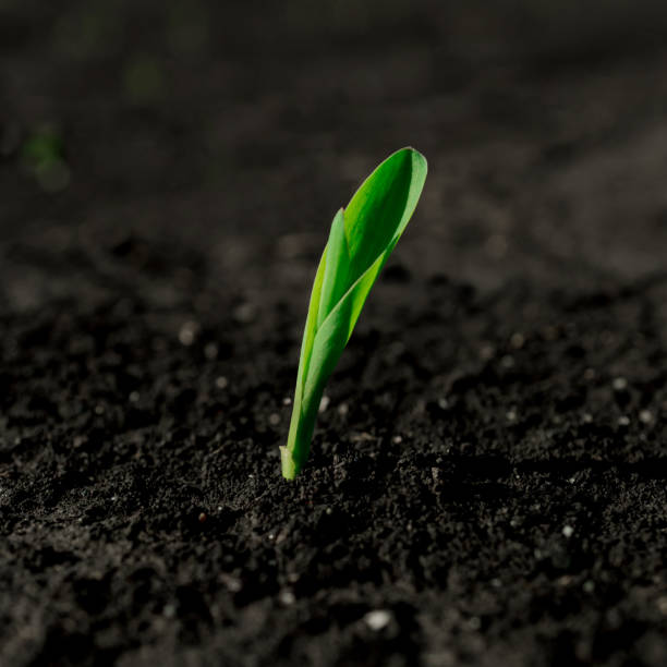 istock Young green sprout of corn germinating from fertile soil 1320378345