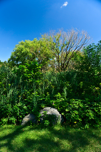 A vertical view of trees and grass in a garden with a background of clear blue sky in a summer day in Jarry park, Montreal, QC. Hope, happiness, tranquil, thankfulness, care, inspiration concepts