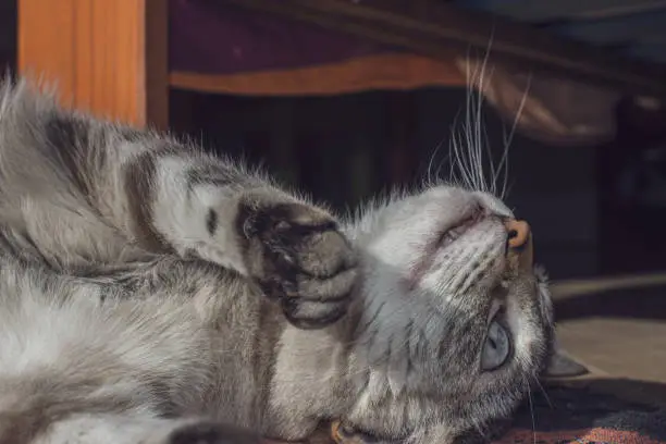 This two-year-old gray-haired female cat lying on her back is concentrated with something flying over her head. 
Natural light coming from the window of the room. Indoors photo