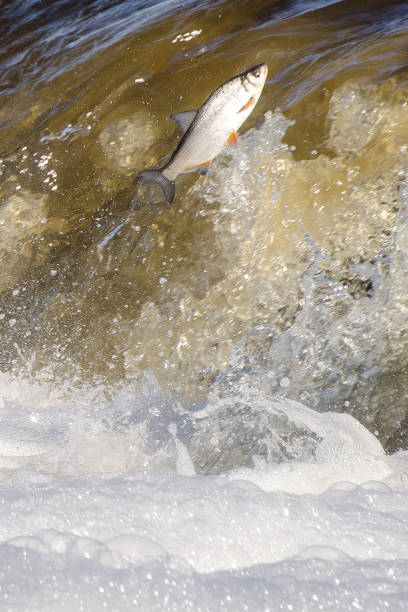 istock Fishes go for spawning upstream. Vimba jumps over waterfall on the Venta River. Kuldiga, Latvia 1320382184