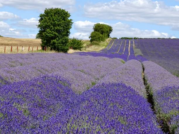 istock Panoramic view of a purple lavender flower field 1320382316
