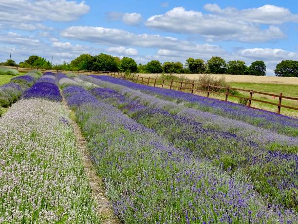 istock Rows of lavender flowers in a field 1320382338