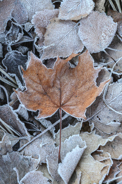 istock Frozen Maple Leaf On The Ground. Autumn leaves covered with frost - textured background 1320383493