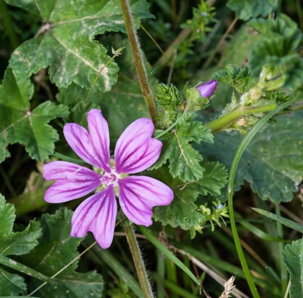 istock malva sylvestris close up flower 1320386362