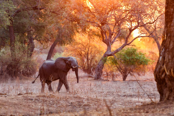 istock Elephant bull in Mana Pools National Park 1320386388