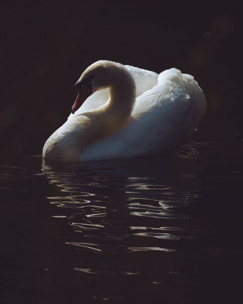 istock Adult swan on a sunny Spring morning 1320386498