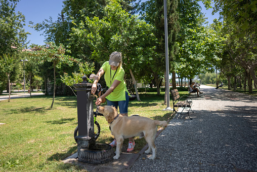 Mature women helping her golden retriever dog get a drink from fountain