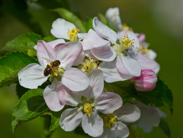 istock Bee collects nectar and pollen from apple blossoms 1320388061