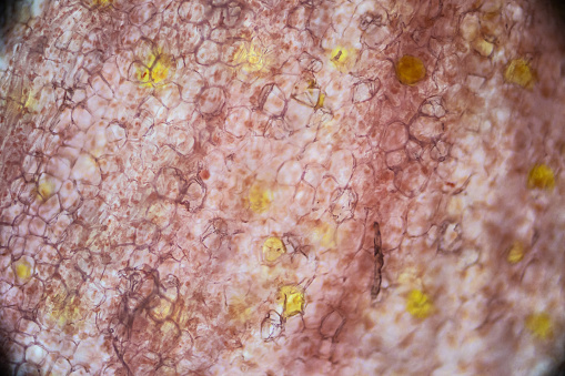 Pickled Ginger Root Under The Light Microscope Magnification 100 Times ...
