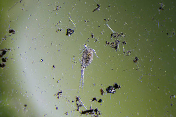 istock Copepod Cyclops is small crustacean found in freshwater pond. Zooplankton, micro crustacean under the light microscope. Magnification of 40 times, microscope objective 4 1320388305