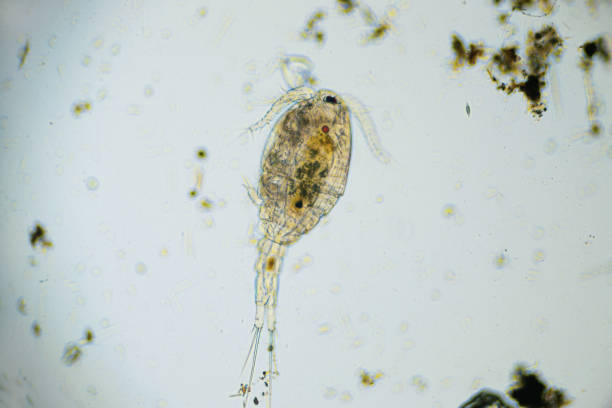 istock Copepod Cyclops is small crustacean found in freshwater pond. Zooplankton, micro crustacean under the light microscope. Magnification of 100 times, microscope objective 10 1320388364