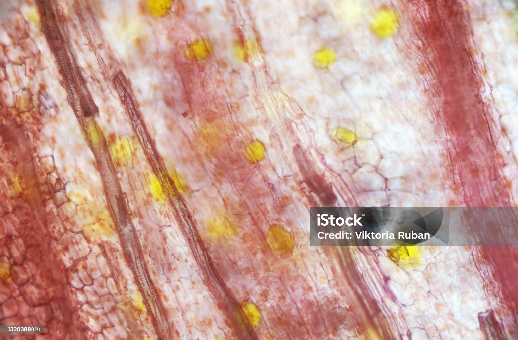 Pickled Ginger Root Under The Light Microscope Magnification 100 Times ...
