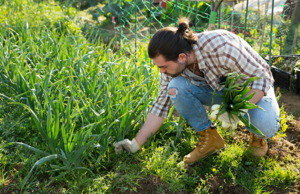 istock Man harvesting green onion 1320389432