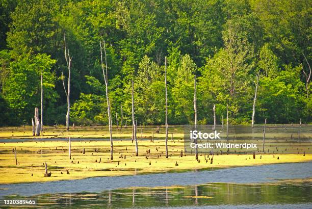 Late Spring On A Rural Marshland Stock Photo - Download Image Now - Terre Haute, Indiana, Algae
