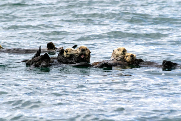 istock Small group of sea otters with pups 1320389646