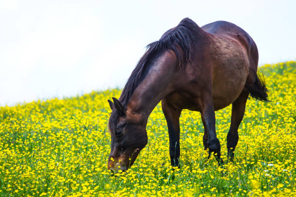istock Horse on a blooming meadow 1320390358