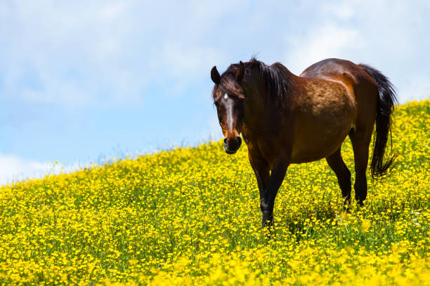 istock Horse looks at the camera 1320390369