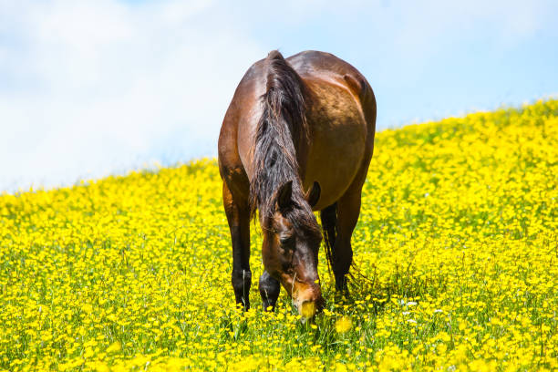 istock Horse on a yellow flowering meadow 1320390384