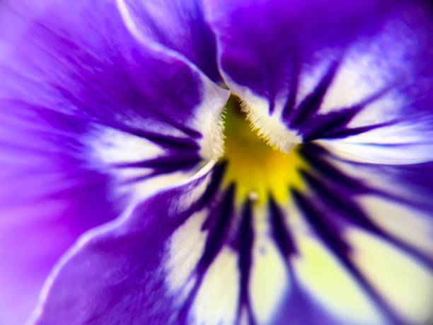 istock Flower, pansy macro photography 1320390397