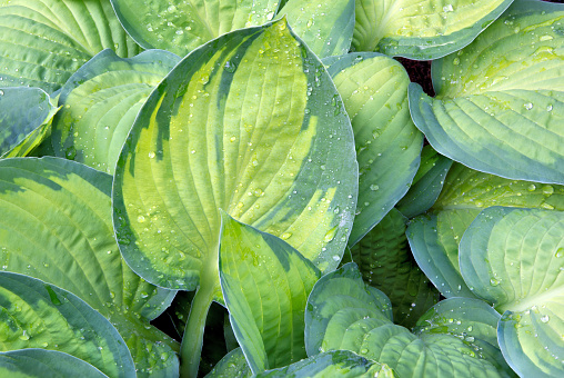 Beauty in nature. Raindrops scattered across textured surfaces of colorful variegated green and blue Hosta leaves (also known as plantain lily).
