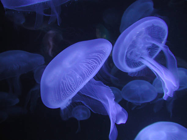 istock Neon blue jellyfish against black background 132039254