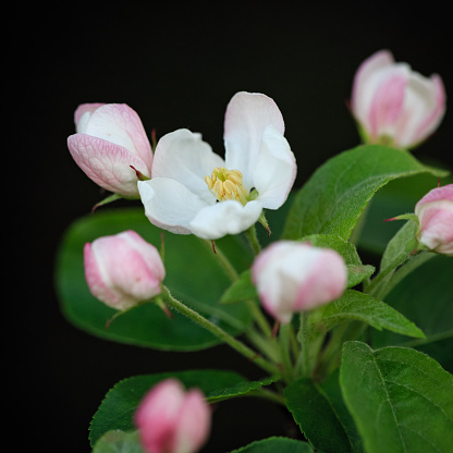 Macro close-up of apple tree blossoms (´malus pumila´) in springtime against a dark background